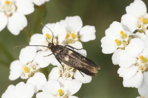 Parascythris muelleri - photo 5