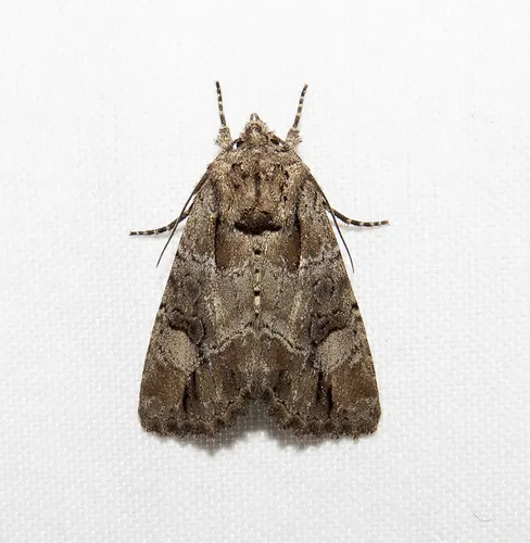 Paraseptis adnixa - Hodges#9533 - Paraseptis adnixa