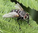 Parasetigena silvestris
