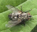 Parasetigena silvestris - photo 2