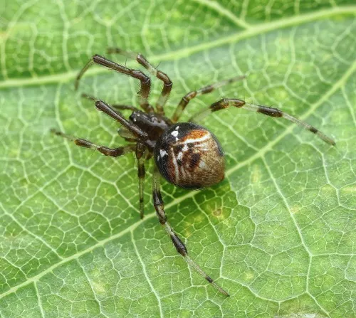 Parasteatoda lunata