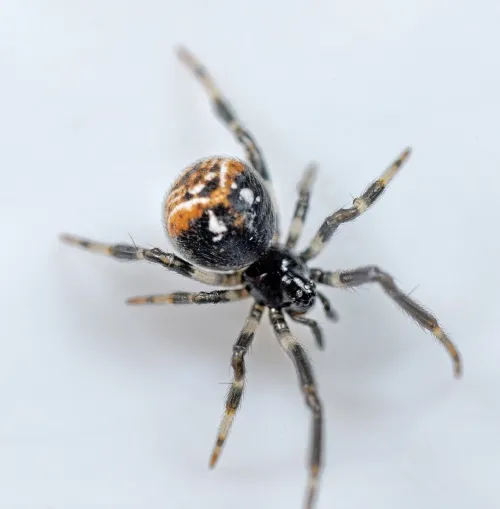 Parasteatoda lunata - photo 2