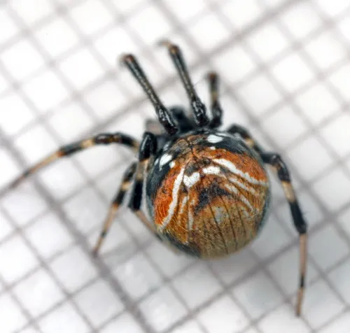 Parasteatoda lunata - photo 3