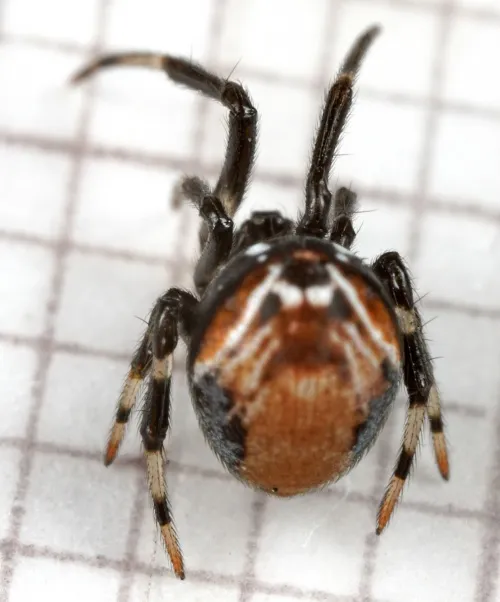 Parasteatoda lunata - photo 4