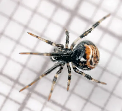 Parasteatoda lunata - photo 5
