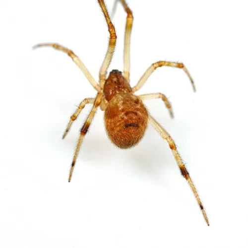 Parasteatoda simulans