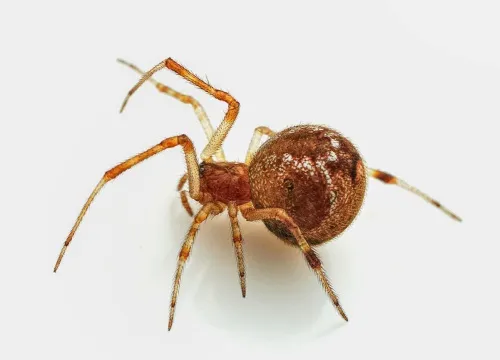 Parasteatoda simulans - photo 2