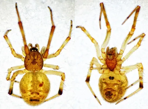 Parasteatoda simulans - photo 3