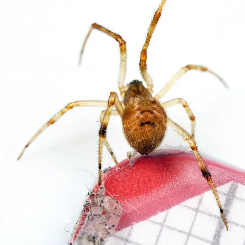 Parasteatoda simulans - photo 4