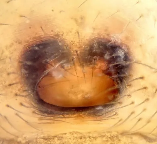 Parasteatoda simulans - photo 6