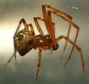 Parasteatoda tabulata
