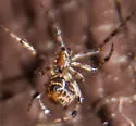 Parasteatoda tabulata - photo 2
