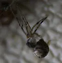 Parasteatoda tabulata - photo 3