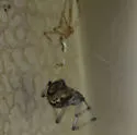 Parasteatoda tabulata - photo 4