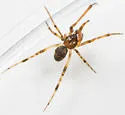 Parasteatoda tabulata - photo 5