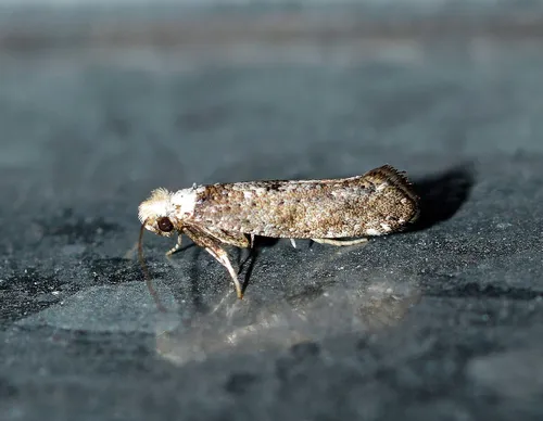 Paraswammerdamia albicapitella
