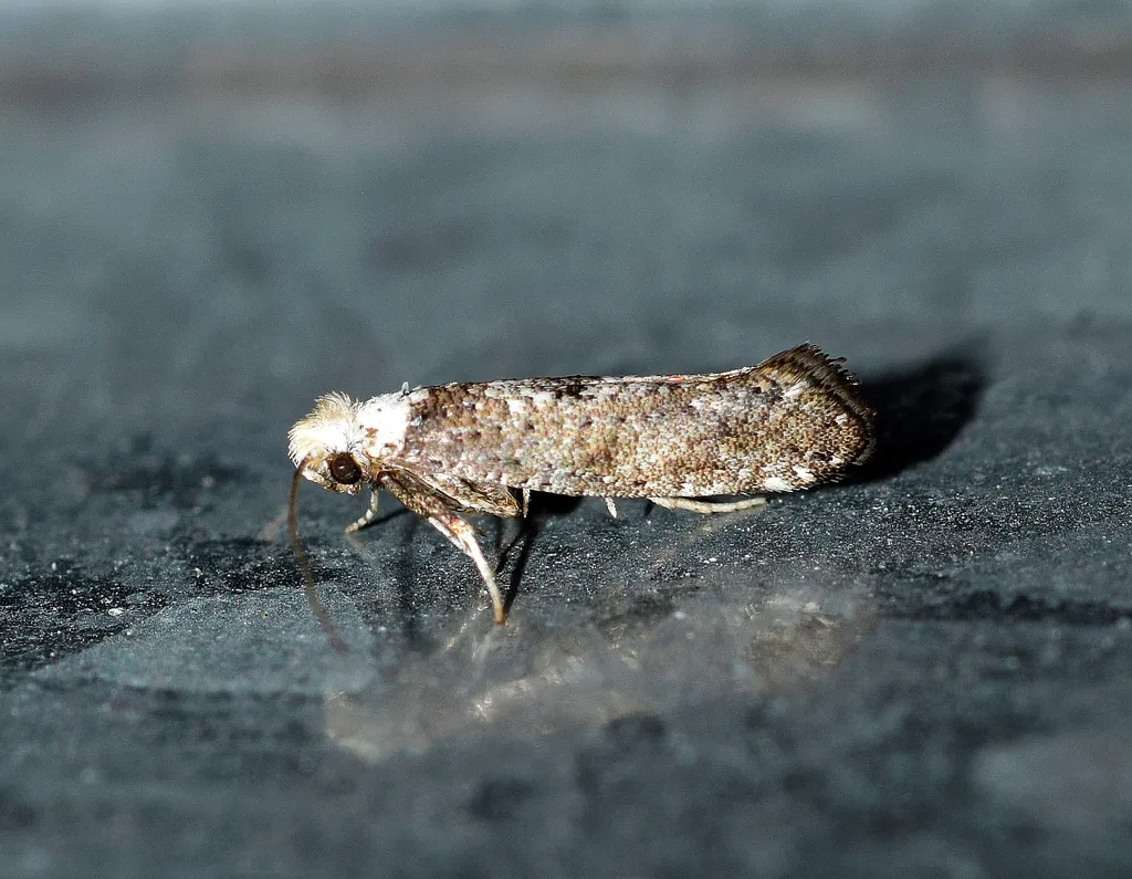 Paraswammerdamia albicapitella - photo 2