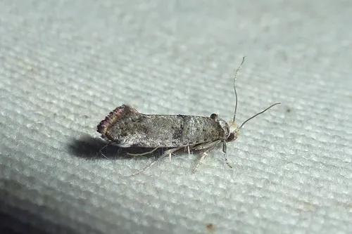 Paraswammerdamia nebulella