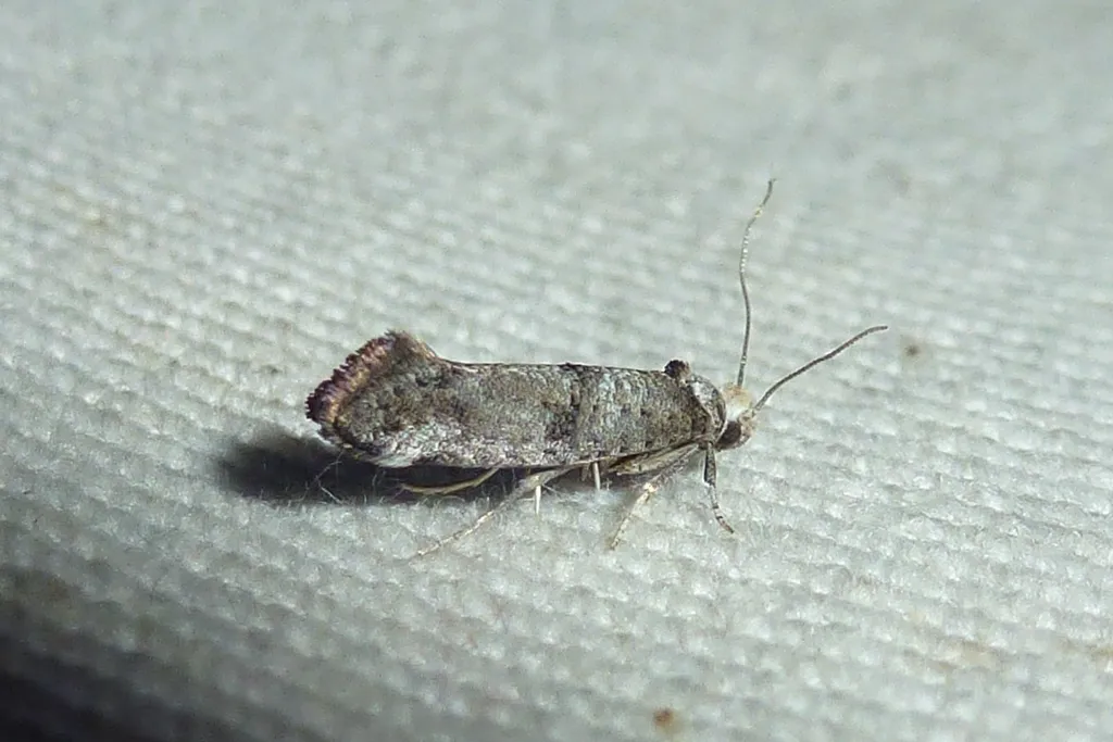 Paraswammerdamia nebulella - photo 2