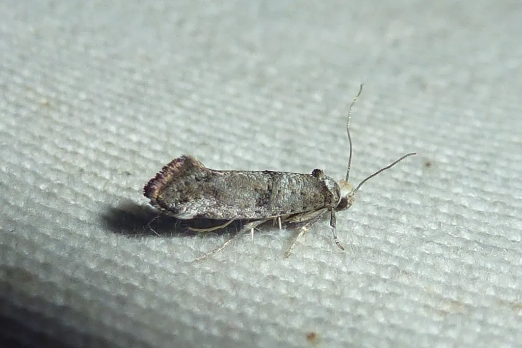 Paraswammerdamia nebulella - photo 3