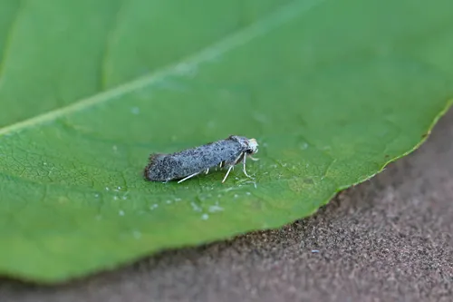 Paraswammerdamia nebulella - photo 4