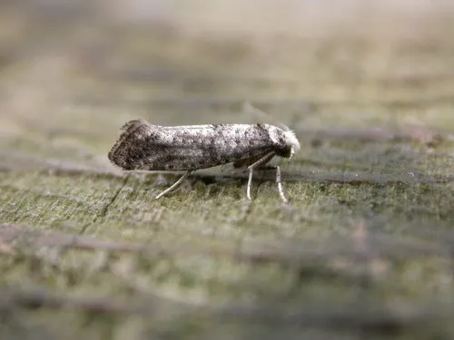 Paraswammerdamia nebulella - photo 5