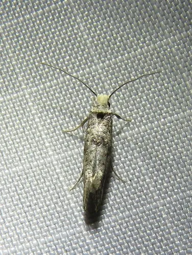 Paraswammerdamia nebulella - photo 6