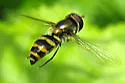 Parasyrphus genualis