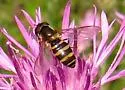 Parasyrphus genualis - photo 2