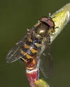 Parasyrphus genualis - photo 3