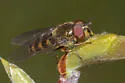 Parasyrphus genualis - photo 4
