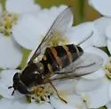 Parasyrphus genualis - photo 5
