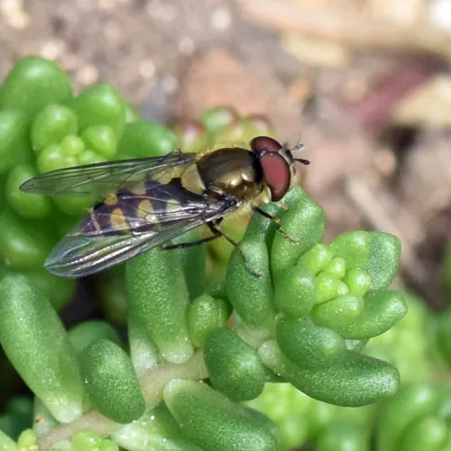 Parasyrphus punctulatus