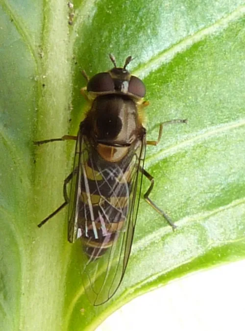 Parasyrphus punctulatus - photo 2