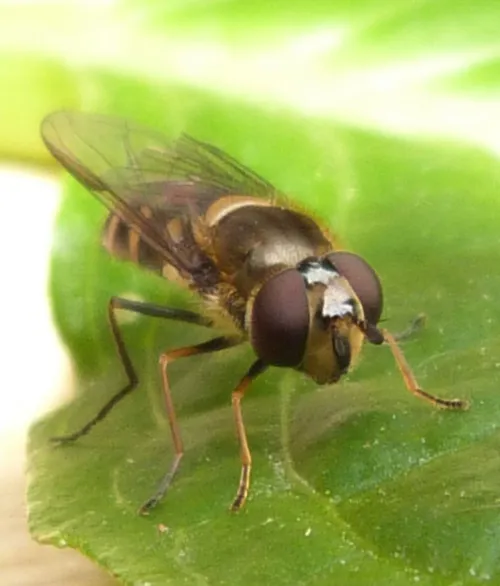 Parasyrphus punctulatus - photo 3
