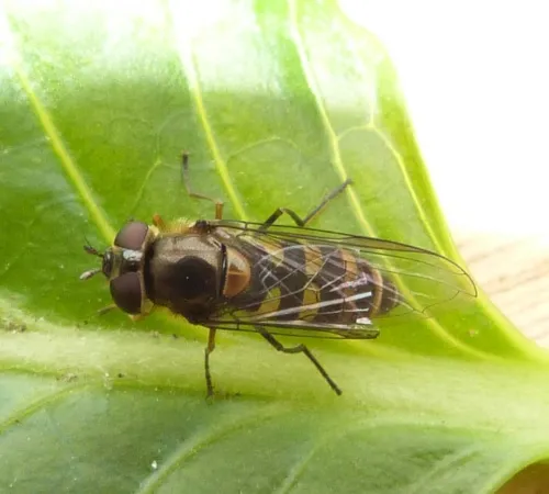 Parasyrphus punctulatus - photo 4