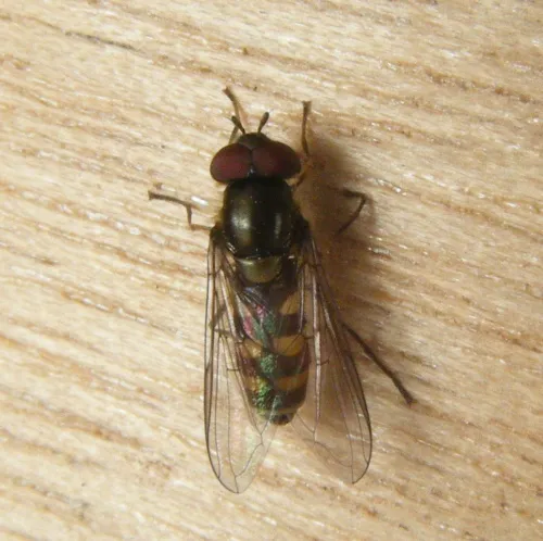 Parasyrphus punctulatus - photo 5