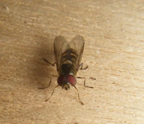 Parasyrphus punctulatus - photo 6