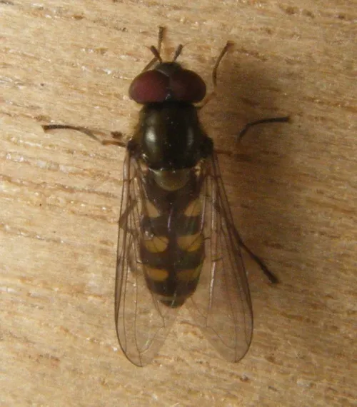 Parasyrphus punctulatus - photo 7