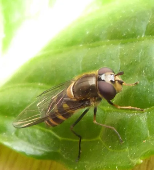 Parasyrphus punctulatus - photo 8