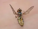 Parasyrphus relictus