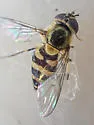 Parasyrphus relictus - photo 2