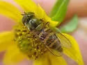 Parasyrphus relictus - photo 4