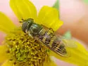 Parasyrphus relictus - photo 5