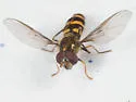 Parasyrphus semiinterruptus - photo 2
