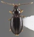 Paratachys albipes