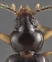 Paratachys albipes - photo 2
