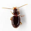Paratachys albipes - photo 3