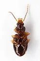 Paratachys albipes - photo 4