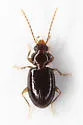 Paratachys albipes - photo 5